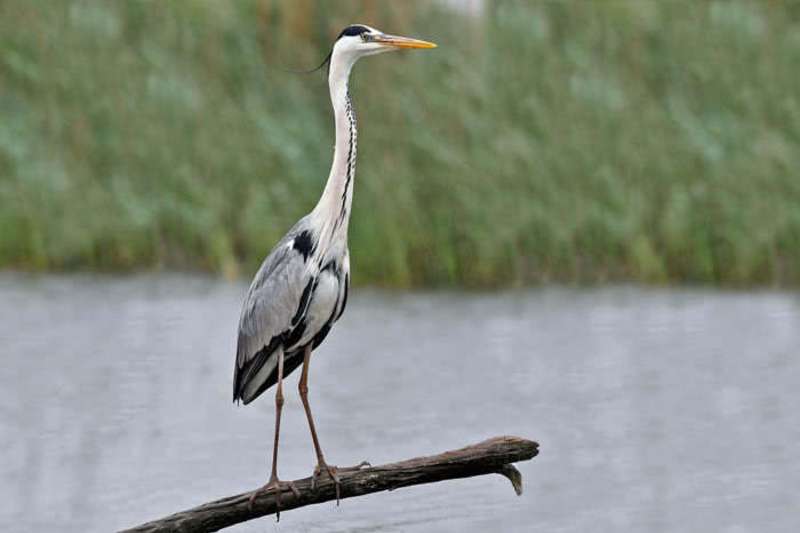 Lago Vetoio